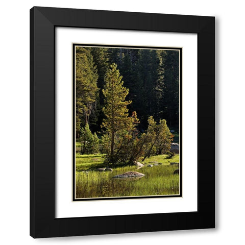 Rocks and grass at first light-Tuolumne Meadows-Yosemite National Park-California Black Modern Wood Framed Art Print with Double Matting by Jones, Adam
