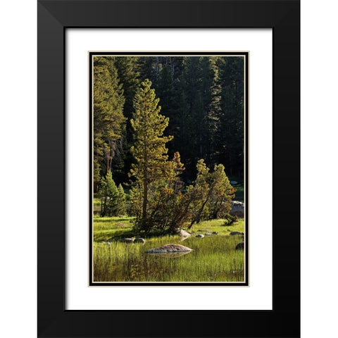 Rocks and grass at first light-Tuolumne Meadows-Yosemite National Park-California Black Modern Wood Framed Art Print with Double Matting by Jones, Adam
