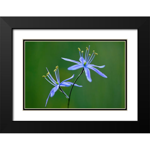 Indian Camas-Tuolumne Meadows-Yosemite National Park-California Black Modern Wood Framed Art Print with Double Matting by Jones, Adam