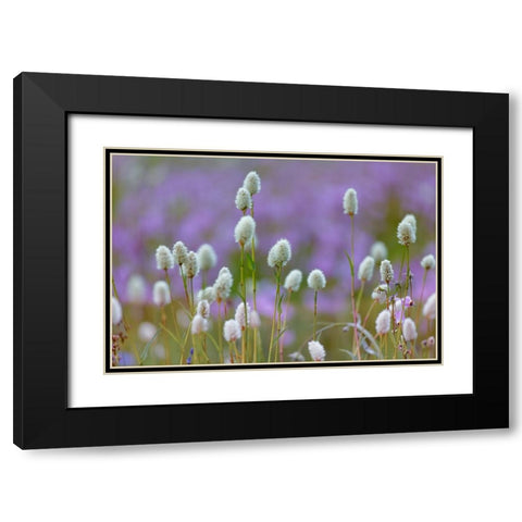 Bistort flowers Tuolumne Meadows-Yosemite National Park-California Black Modern Wood Framed Art Print with Double Matting by Jones, Adam