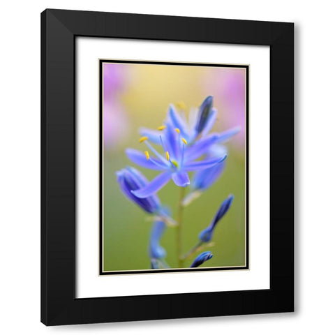 Indian Camas-Tuolumne Meadows-Yosemite National Park-California Black Modern Wood Framed Art Print with Double Matting by Jones, Adam