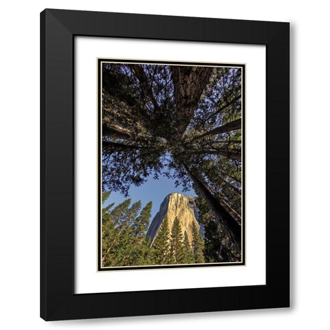 El Capitan through pine trees-Yosemite National Park-California Black Modern Wood Framed Art Print with Double Matting by Jones, Adam