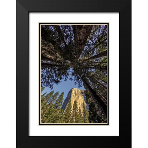 El Capitan through pine trees-Yosemite National Park-California Black Modern Wood Framed Art Print with Double Matting by Jones, Adam