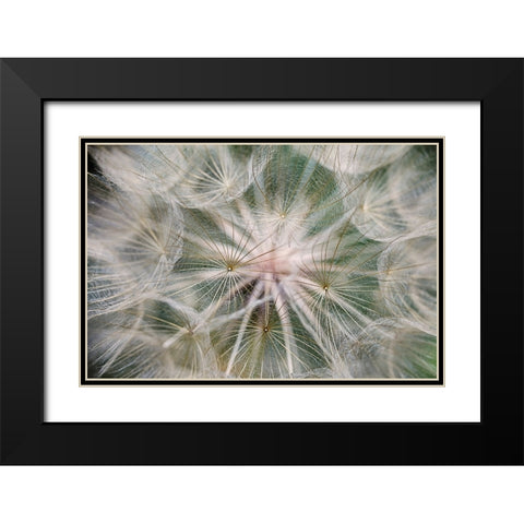 Purple Salsify seed head-Yosemite National Park-California Black Modern Wood Framed Art Print with Double Matting by Jones, Adam