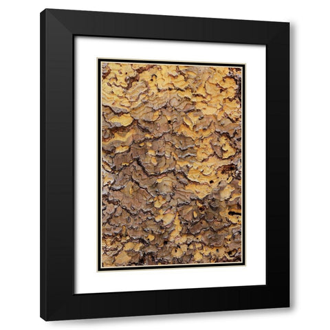 Pine bark pattern Yosemite National Park-California Black Modern Wood Framed Art Print with Double Matting by Jones, Adam