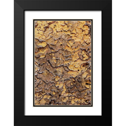 Pine bark pattern Yosemite National Park-California Black Modern Wood Framed Art Print with Double Matting by Jones, Adam