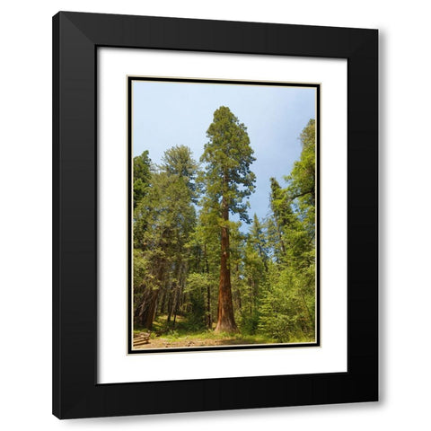 Giant sequoia tree-Yosemite National Park-California Black Modern Wood Framed Art Print with Double Matting by Jones, Adam