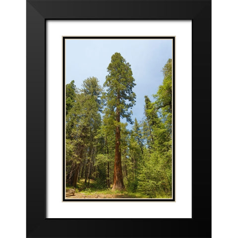 Giant sequoia tree-Yosemite National Park-California Black Modern Wood Framed Art Print with Double Matting by Jones, Adam