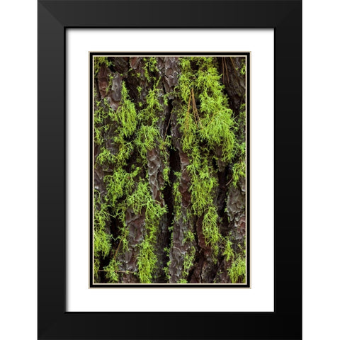 Green lichen growing on ancient giant sequoias-Yosemite National Park-California Black Modern Wood Framed Art Print with Double Matting by Jones, Adam