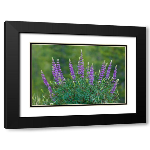 Sierra lupine-Tuolumne Meadows-Yosemite National Park-California Black Modern Wood Framed Art Print with Double Matting by Jones, Adam