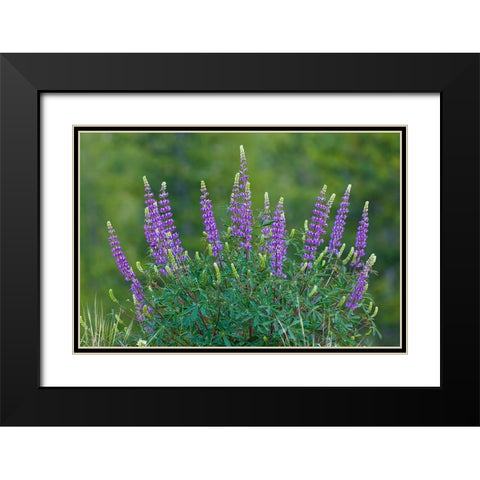 Sierra lupine-Tuolumne Meadows-Yosemite National Park-California Black Modern Wood Framed Art Print with Double Matting by Jones, Adam