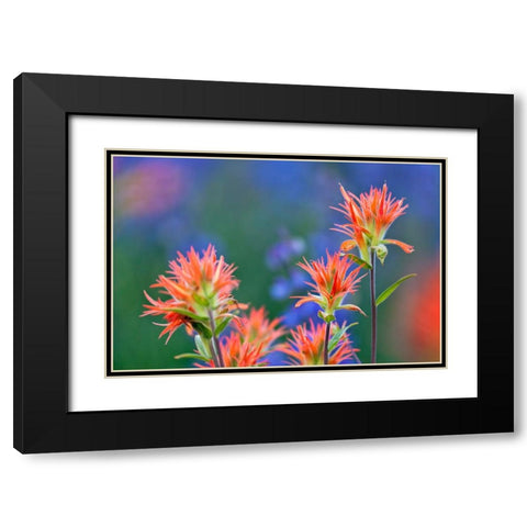 Red paintbrush-Yosemite National Park-California Black Modern Wood Framed Art Print with Double Matting by Jones, Adam