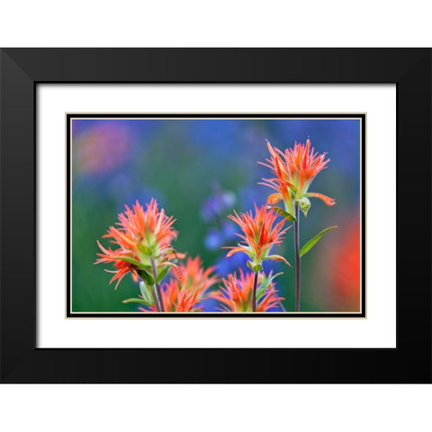 Red paintbrush-Yosemite National Park-California Black Modern Wood Framed Art Print with Double Matting by Jones, Adam