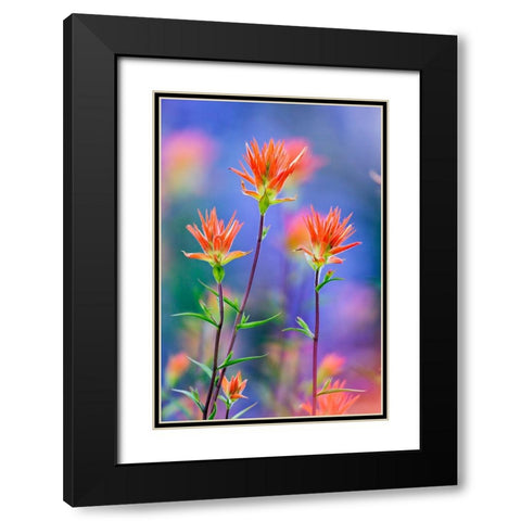 Red paintbrush-Yosemite National Park-California Black Modern Wood Framed Art Print with Double Matting by Jones, Adam