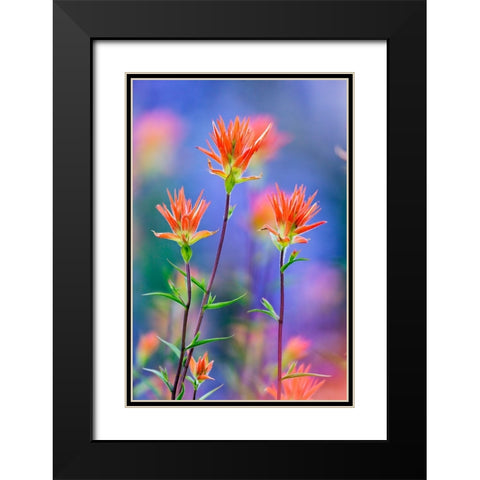 Red paintbrush-Yosemite National Park-California Black Modern Wood Framed Art Print with Double Matting by Jones, Adam