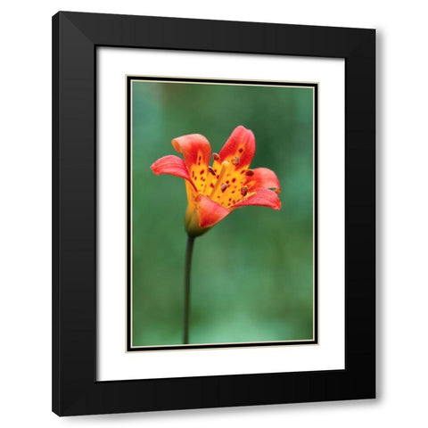 Alpine lily-Yosemite National Park-California Black Modern Wood Framed Art Print with Double Matting by Jones, Adam