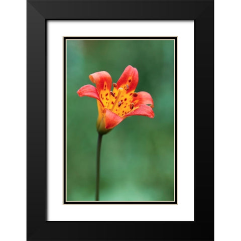 Alpine lily-Yosemite National Park-California Black Modern Wood Framed Art Print with Double Matting by Jones, Adam