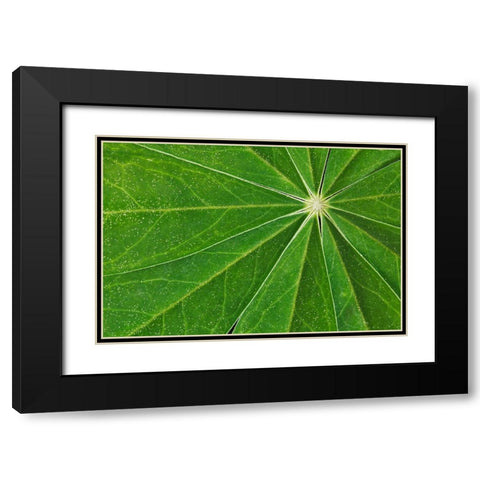 Pattern in lupine leaves-Yosemite National Park-California Black Modern Wood Framed Art Print with Double Matting by Jones, Adam