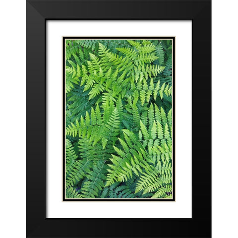 Fern pattern in forest-Yosemite National Park-California Black Modern Wood Framed Art Print with Double Matting by Jones, Adam