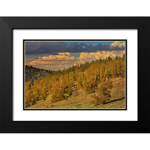 Bristlecone pine forest at sunset-White Mountains-Inyo National Forest-California Black Modern Wood Framed Art Print with Double Matting by Jones, Adam