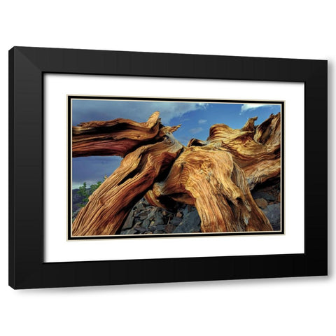 Bristlecone pine roots-White Mountains-Inyo National Forest-California Black Modern Wood Framed Art Print with Double Matting by Jones, Adam