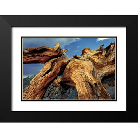Bristlecone pine roots-White Mountains-Inyo National Forest-California Black Modern Wood Framed Art Print with Double Matting by Jones, Adam