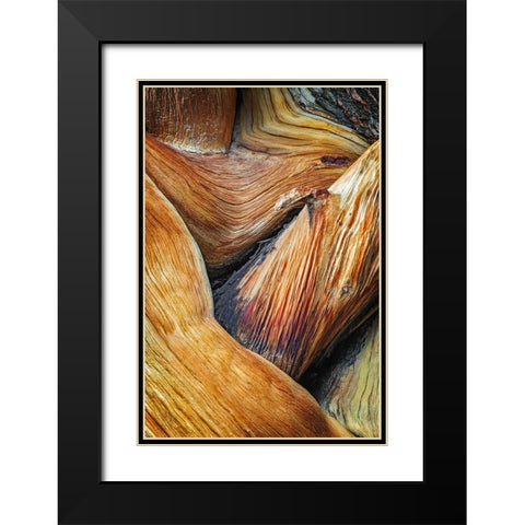 Bristlecone pine roots-White Mountains-Inyo National Forest-California Black Modern Wood Framed Art Print with Double Matting by Jones, Adam