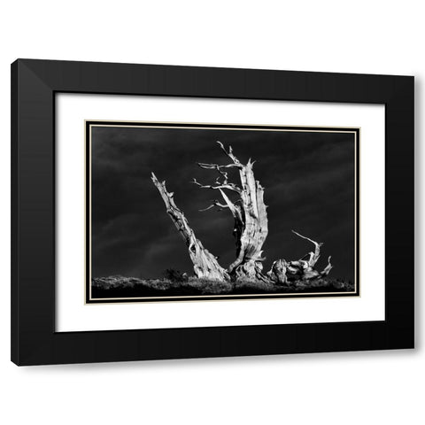 Bristlecone pine at sunset-White Mountains-Inyo National Forest-California Black Modern Wood Framed Art Print with Double Matting by Jones, Adam