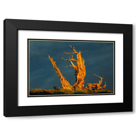 Bristlecone pine at sunset-White Mountains-Inyo National Forest-California Black Modern Wood Framed Art Print with Double Matting by Jones, Adam