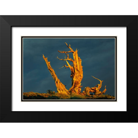 Bristlecone pine at sunset-White Mountains-Inyo National Forest-California Black Modern Wood Framed Art Print with Double Matting by Jones, Adam