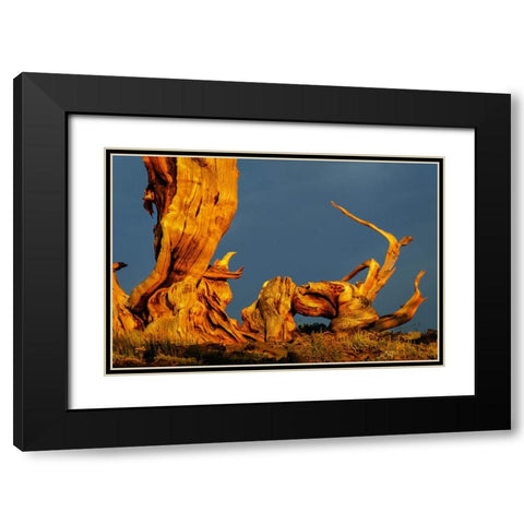 Bristlecone pine at sunset-White Mountains-Inyo National Forest-California Black Modern Wood Framed Art Print with Double Matting by Jones, Adam
