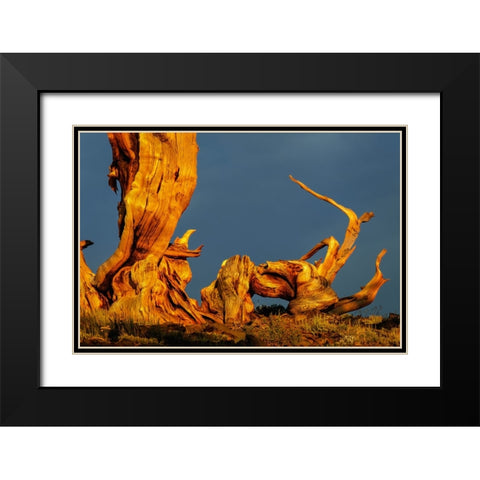 Bristlecone pine at sunset-White Mountains-Inyo National Forest-California Black Modern Wood Framed Art Print with Double Matting by Jones, Adam