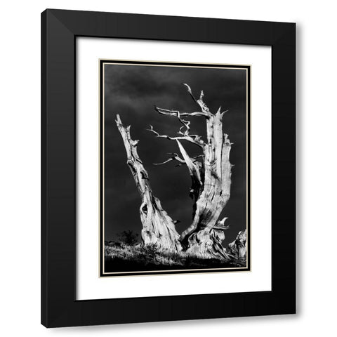Bristlecone pine at sunset-White Mountains-Inyo National Forest-California Black Modern Wood Framed Art Print with Double Matting by Jones, Adam