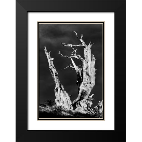 Bristlecone pine at sunset-White Mountains-Inyo National Forest-California Black Modern Wood Framed Art Print with Double Matting by Jones, Adam
