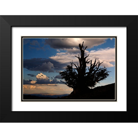 Bristlecone pine silhouetted at sunset-White Mountains-Inyo National Forest-California Black Modern Wood Framed Art Print with Double Matting by Jones, Adam