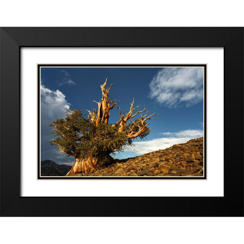 Bristlecone pine at sunset-White Mountains-Inyo National Forest-California Black Modern Wood Framed Art Print with Double Matting by Jones, Adam