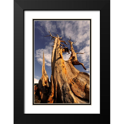 Bristlecone pine at sunset-White Mountains-Inyo National Forest-California Black Modern Wood Framed Art Print with Double Matting by Jones, Adam