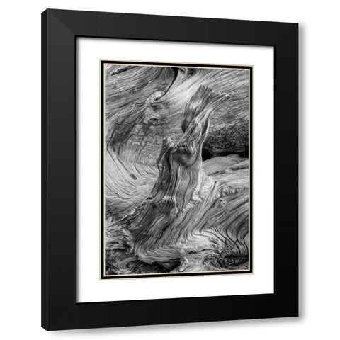 Pattern in wood of Bristlecone pine-White Mountains-Inyo National Forest-California Black Modern Wood Framed Art Print with Double Matting by Jones, Adam