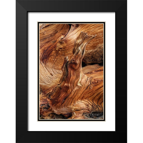 Pattern in wood of Bristlecone pine-White Mountains-Inyo National Forest-California Black Modern Wood Framed Art Print with Double Matting by Jones, Adam