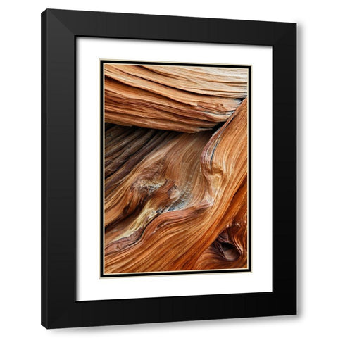 Pattern in wood of Bristlecone pine-White Mountains-Inyo National Forest-California Black Modern Wood Framed Art Print with Double Matting by Jones, Adam