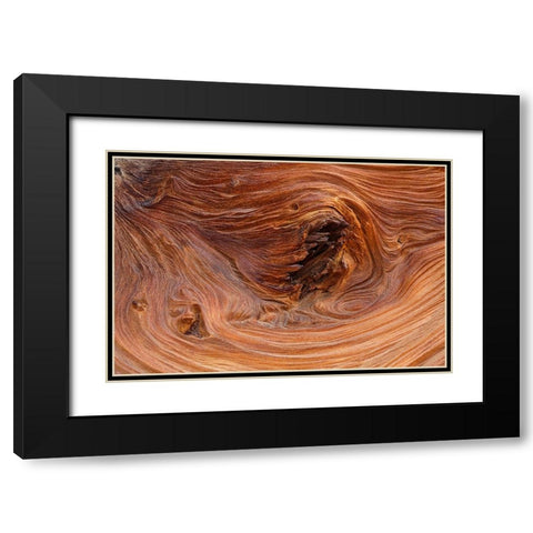 Pattern in wood of Bristlecone pine-White Mountains-Inyo National Forest-California Black Modern Wood Framed Art Print with Double Matting by Jones, Adam