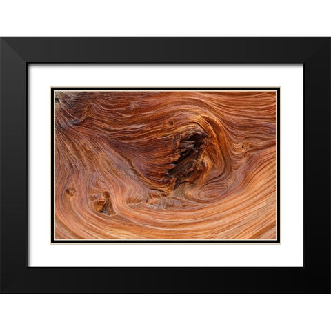 Pattern in wood of Bristlecone pine-White Mountains-Inyo National Forest-California Black Modern Wood Framed Art Print with Double Matting by Jones, Adam