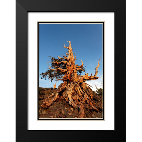 Bristlecone pine at sunset-White Mountains-Inyo National Forest-California Black Modern Wood Framed Art Print with Double Matting by Jones, Adam