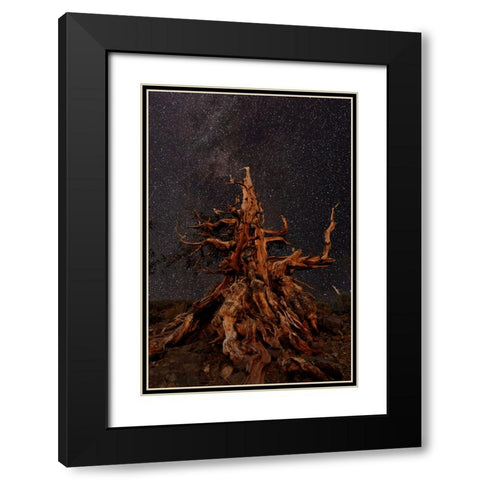 Bristlecone pine and Milky Way-White Mountains-Inyo National Forest-California Black Modern Wood Framed Art Print with Double Matting by Jones, Adam