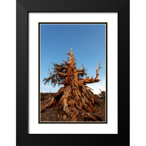 Bristlecone pine at sunset-White Mountains-Inyo National Forest-California Black Modern Wood Framed Art Print with Double Matting by Jones, Adam