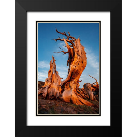 Bristlecone pine at sunset-White Mountains-Inyo National Forest-California Black Modern Wood Framed Art Print with Double Matting by Jones, Adam