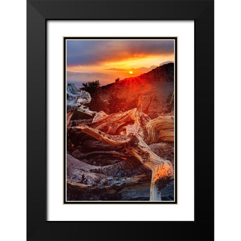 Bristlecone pine at sunset-White Mountains-Inyo National Forest-California Black Modern Wood Framed Art Print with Double Matting by Jones, Adam
