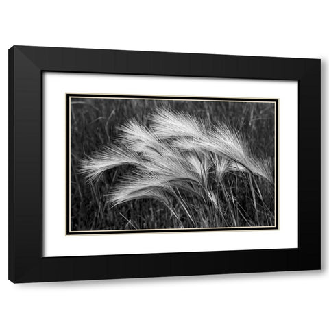 Foxtail grasses-Mono Lake-Tufa State Natural Reserve-California Black Modern Wood Framed Art Print with Double Matting by Jones, Adam