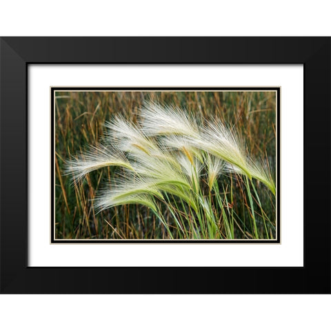 Foxtail grasses-Mono Lake-Tufa State Natural Reserve-California Black Modern Wood Framed Art Print with Double Matting by Jones, Adam