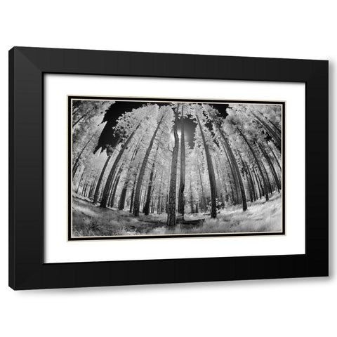 Infrared image of view up through trees-Yosemite National Park-California Black Modern Wood Framed Art Print with Double Matting by Jones, Adam